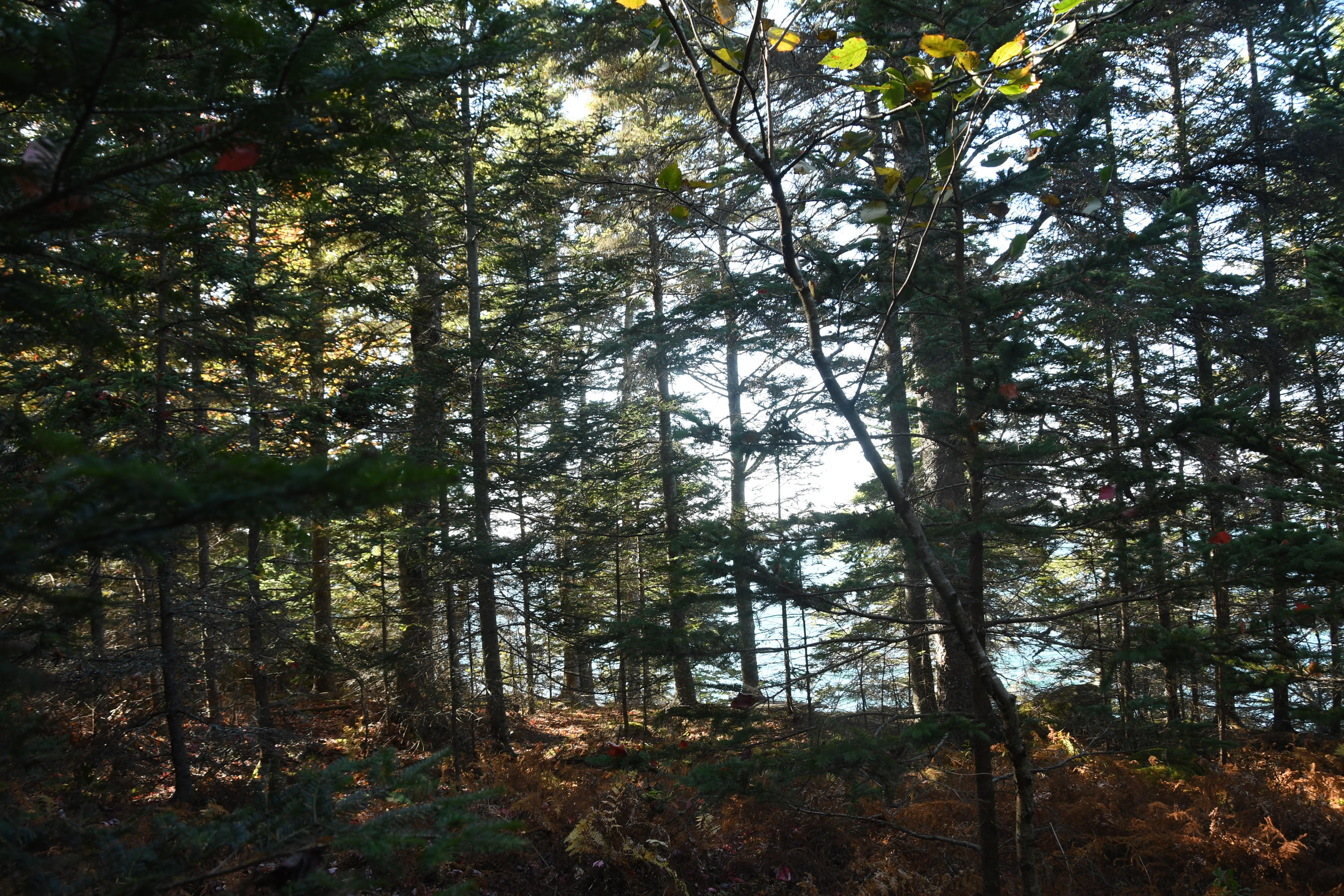 01 North Deer Isle Road Deer Isle, ME 04627 - Photo 6 of 34 20171021_AnneKeck_020