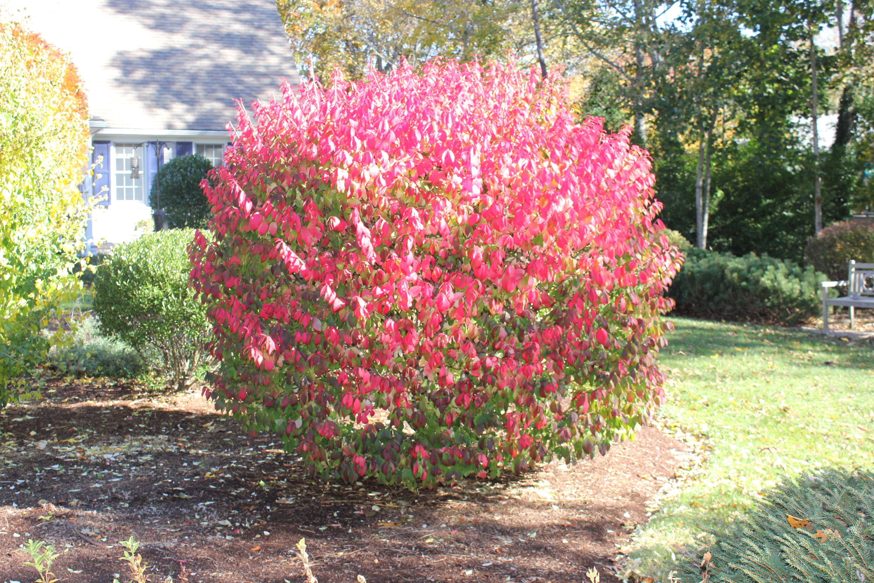 8 Tonset Road Orleans, MA 02653 - Photo 53 of 55 November Foliage