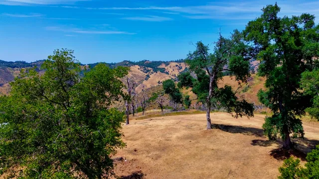 a view of a field with a tree