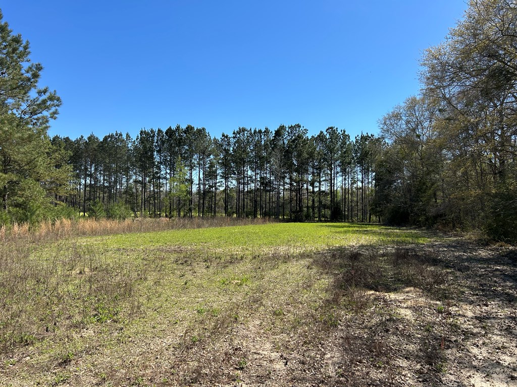 923 Lakeview Road Slocomb, AL 36375 - Photo 23 of 45