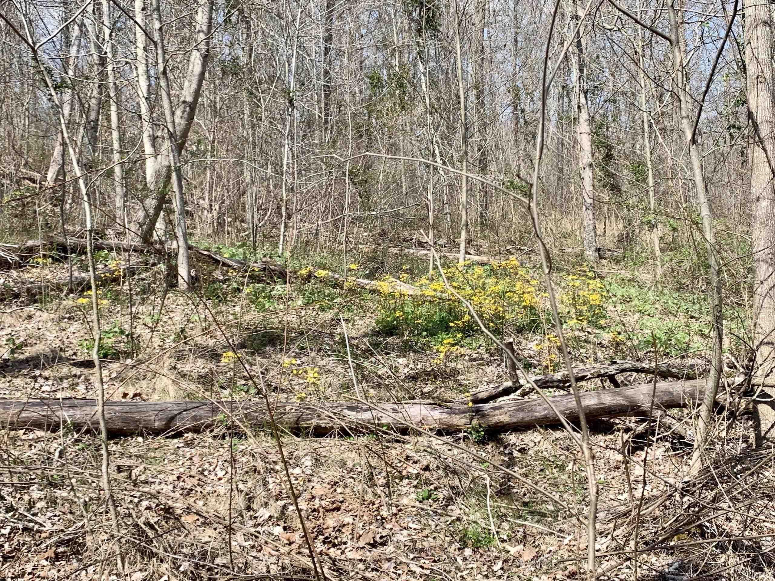 South Montgomery Road Eckerty, IN 47116 - Photo 23 of 36 Gallery Image 23