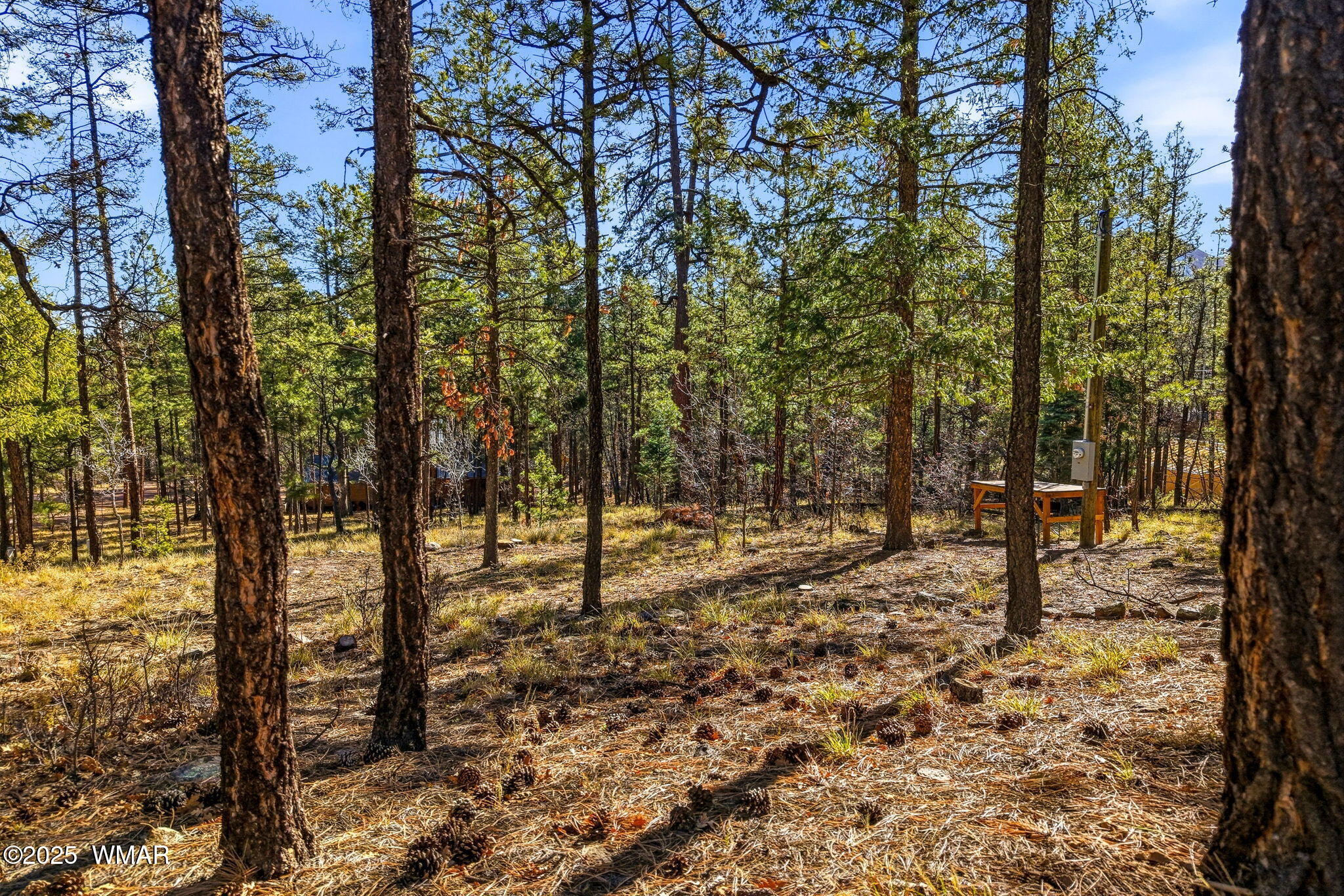 20 Co Road Alpine, AZ 85920 - Photo 2 of 15 a view of a forest filled with trees