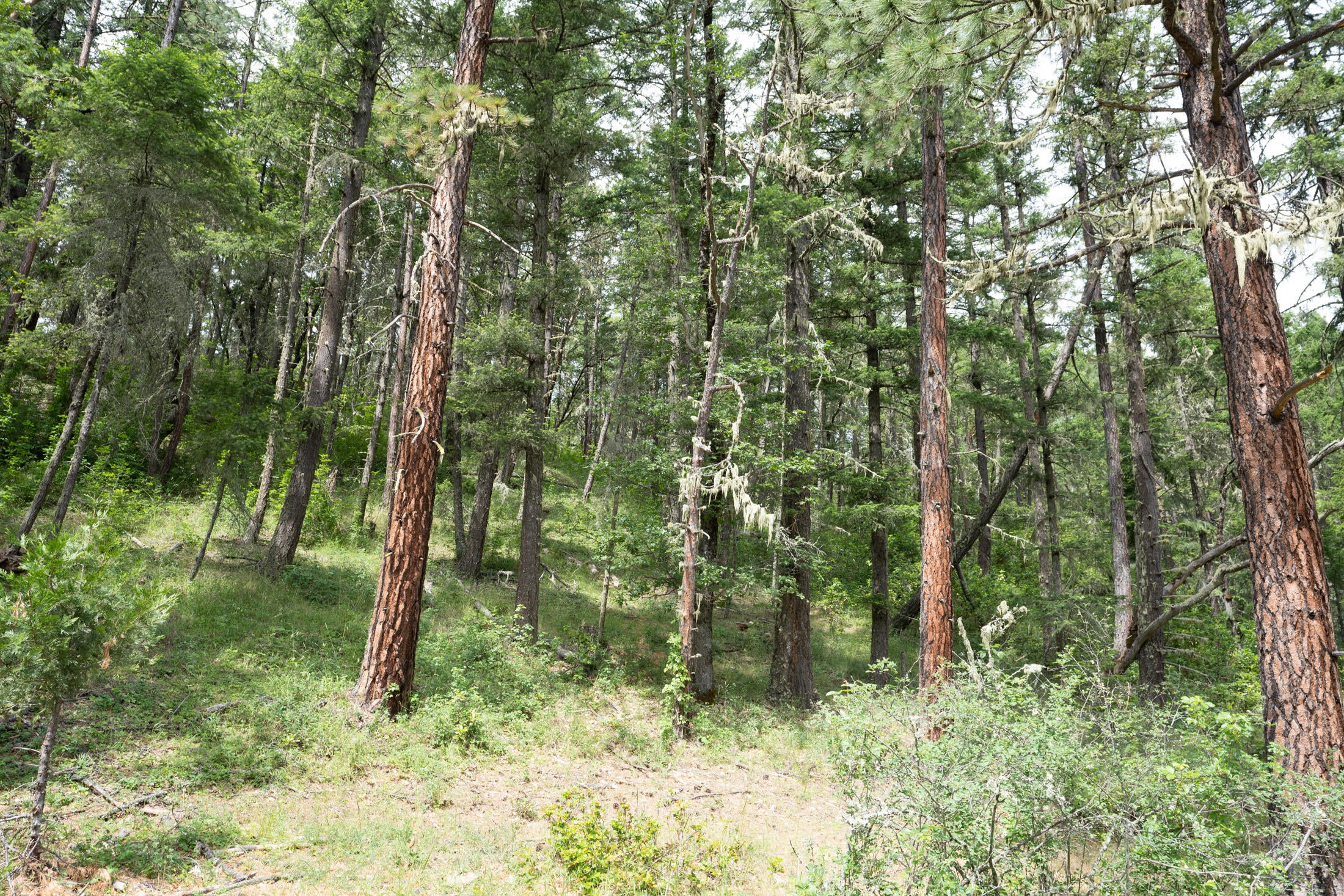 Wren Ridge Drive Eagle Point, OR 97524 - Photo 7 of 8 Pic 7