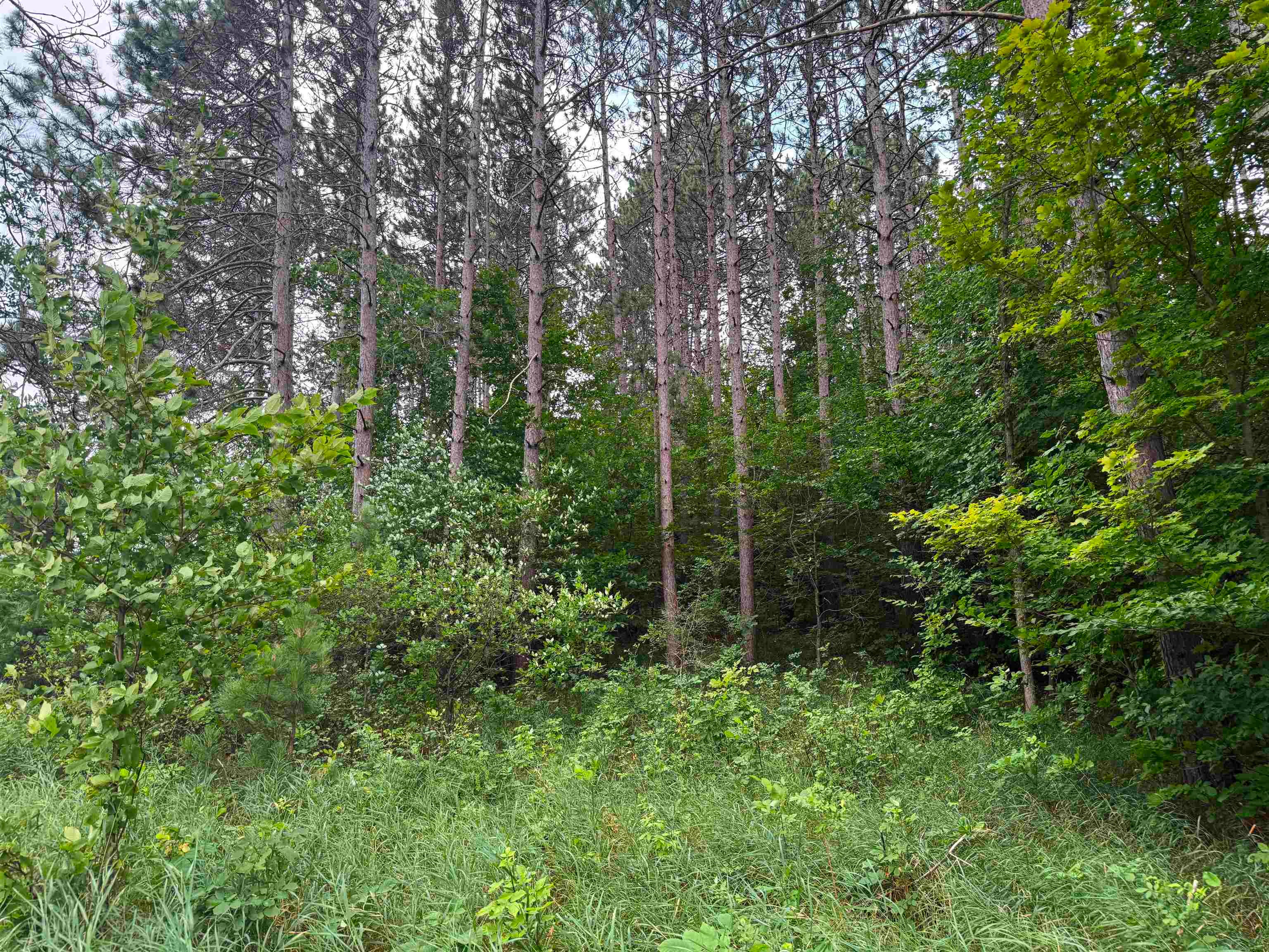0 Northwest Dundas Road Alden, MI 49612 - Photo 10 of 21 Gallery Image 10