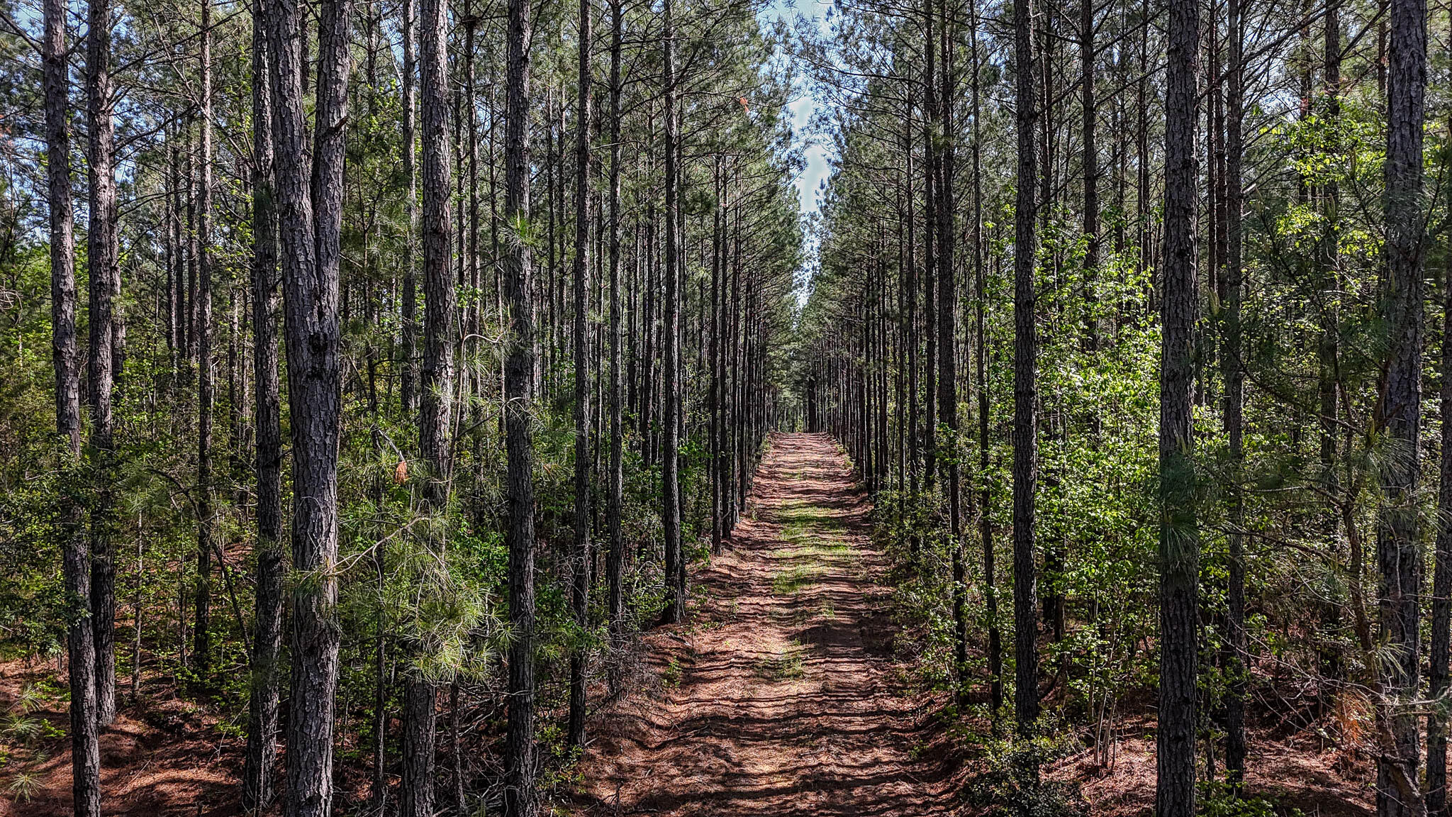 0 Phillips Church Road Bishopville, SC 29010 - Photo 1 of 14 Phillips Church Road SC Land for Sale-13