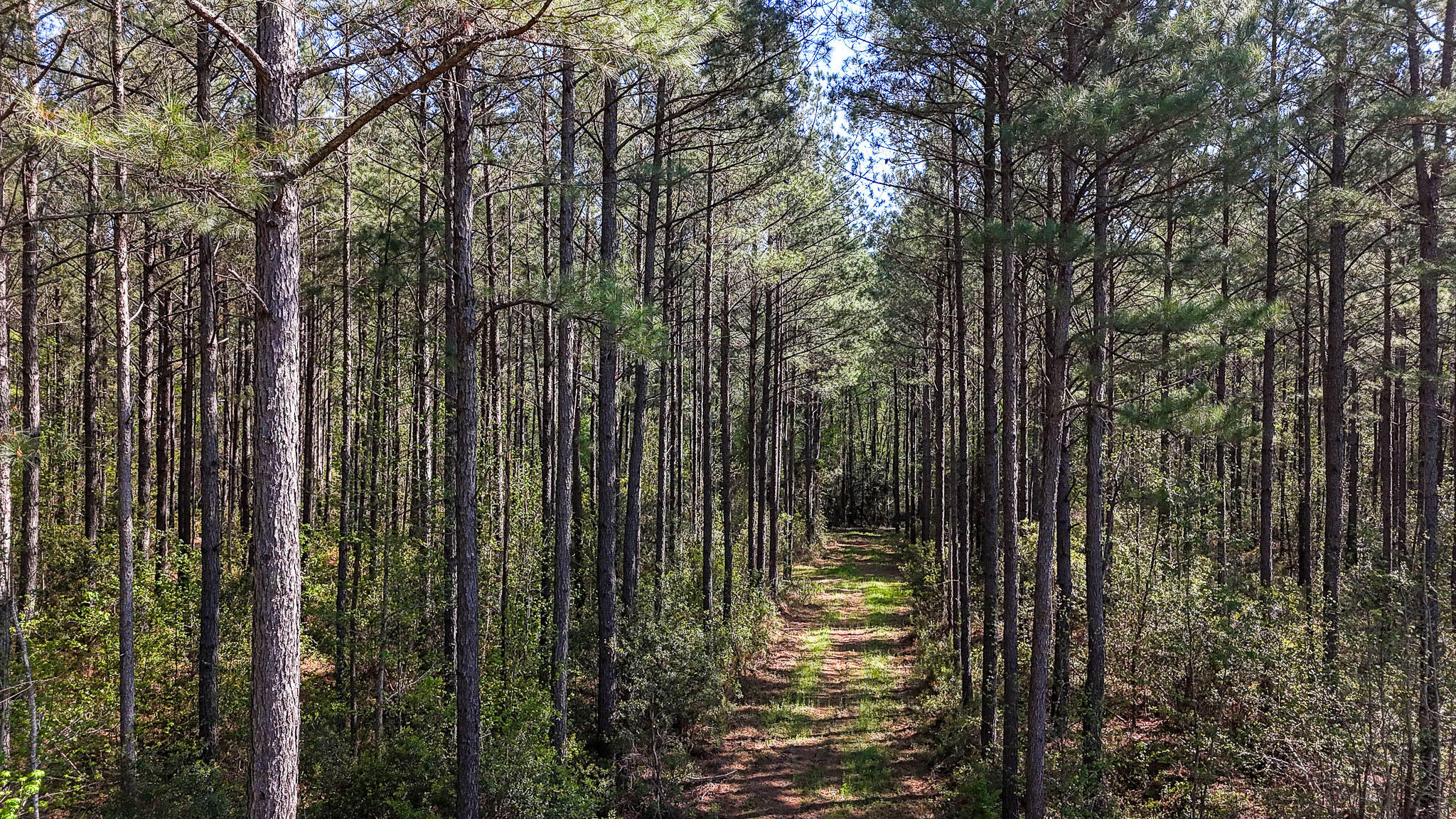 0 Phillips Church Road Bishopville, SC 29010 - Photo 2 of 14 Phillips Church Road Compass South SC La