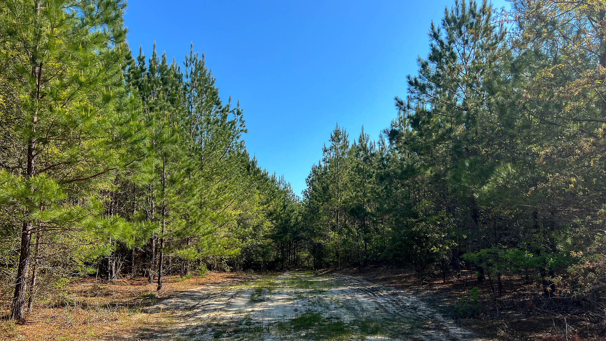 0 Phillips Church Road Bishopville, SC 29010 - Photo 6 of 14 Phillips Church Road Compass South SC La
