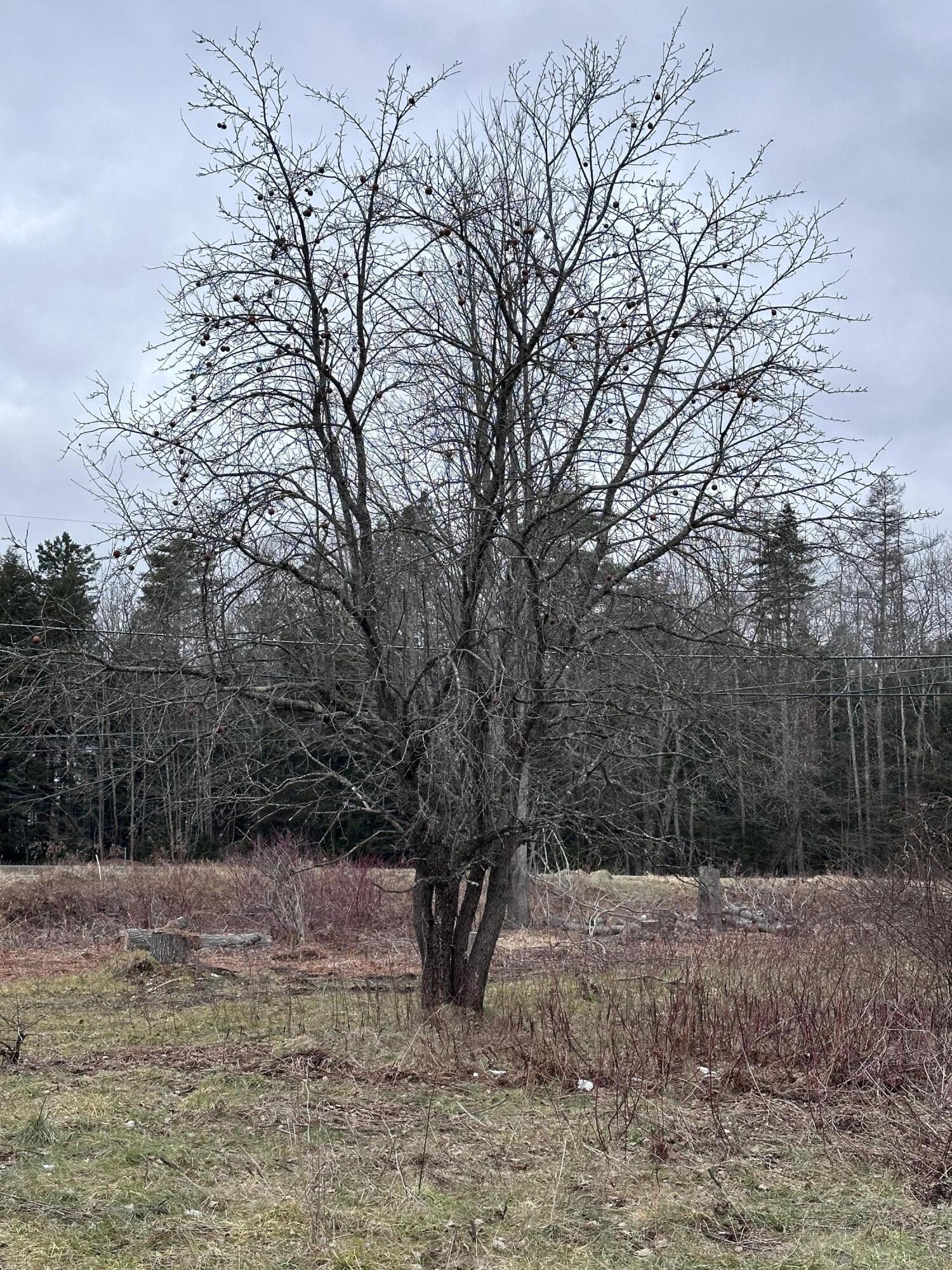 18-045 Canaan Road Pittsfield, ME 04967 - Photo 18 of 24 Apple Tree