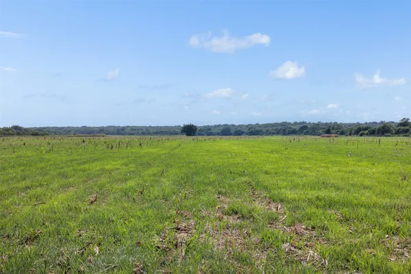 a view of a garden with a lake