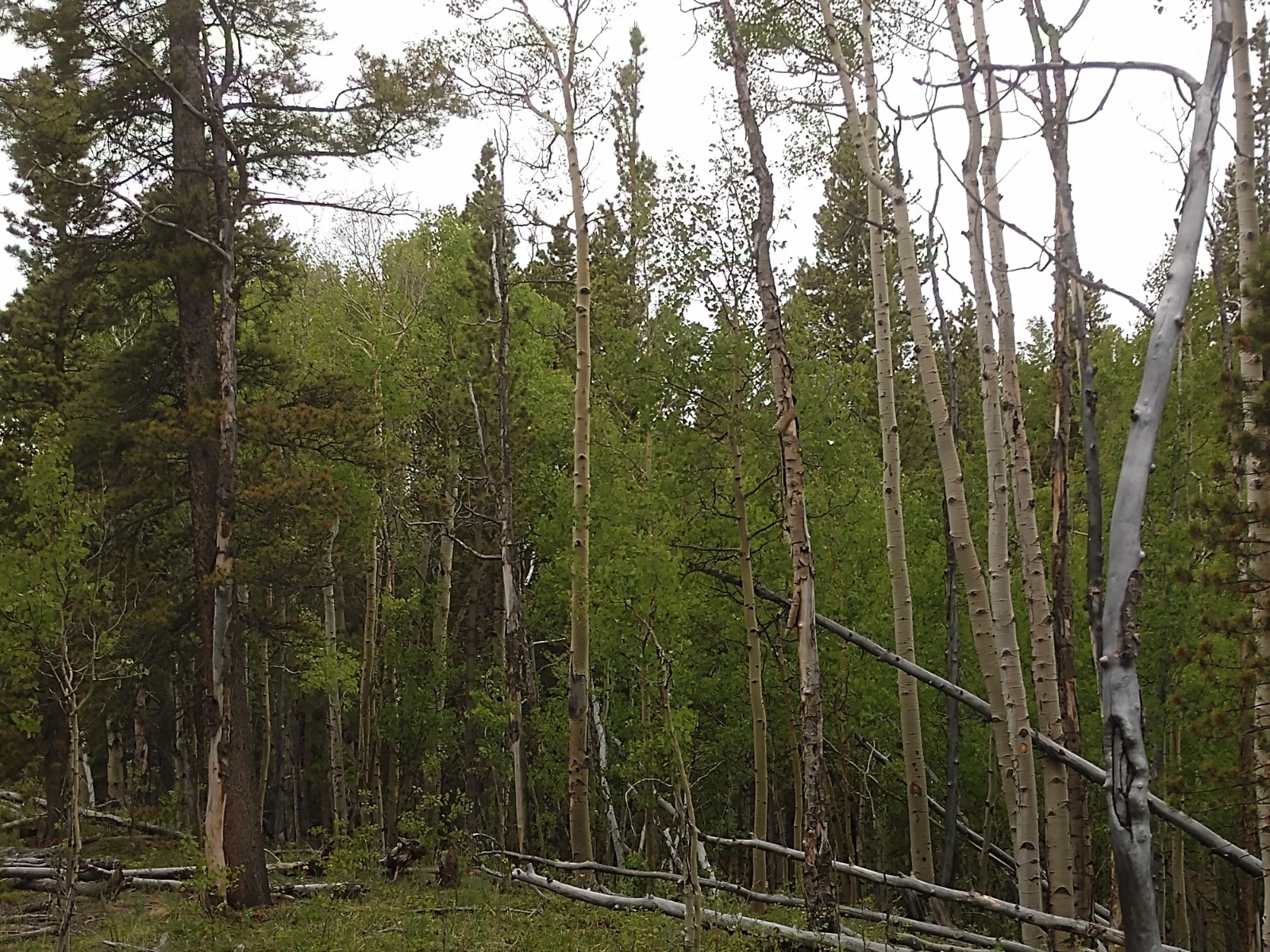 317 Skidoo Road Fairplay, CO 80440 - Photo 24 of 31 Gallery Image 24