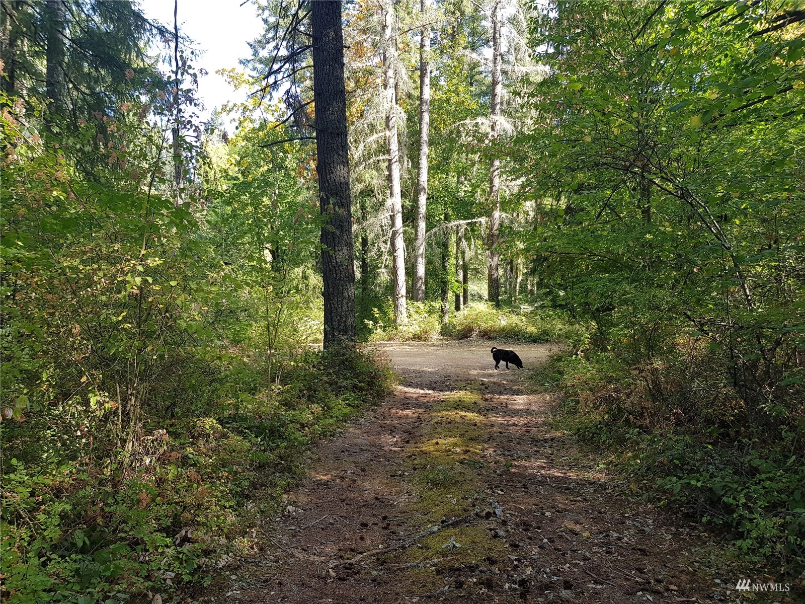 14322 Vail Cut Off Road Southeast Rainier, WA 98576 - Photo 13 of 32 Gallery Image 13