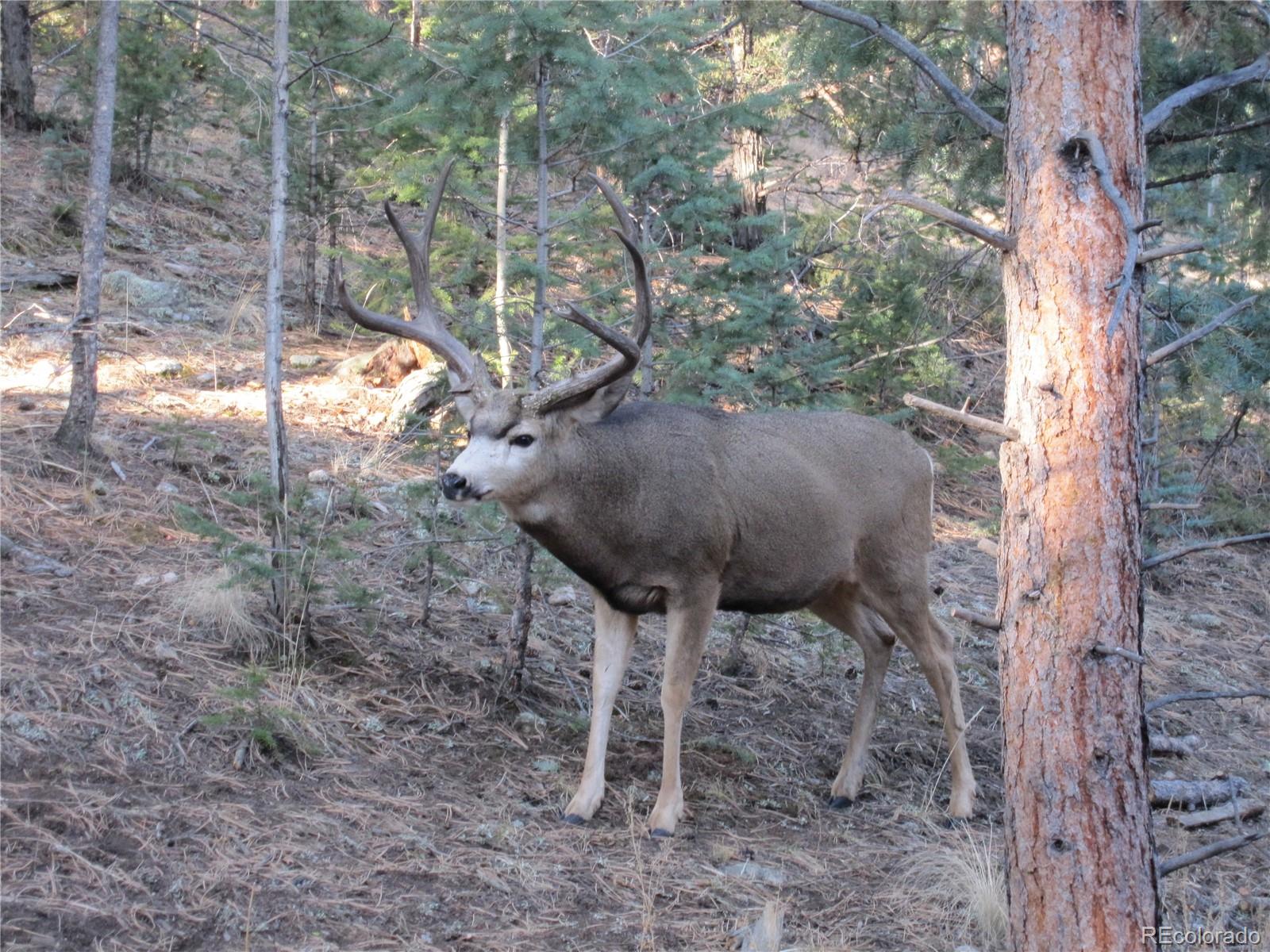 1469 Roland Drive Bailey, CO 80421 - Photo 30 of 39 a view of a yard in front of a house