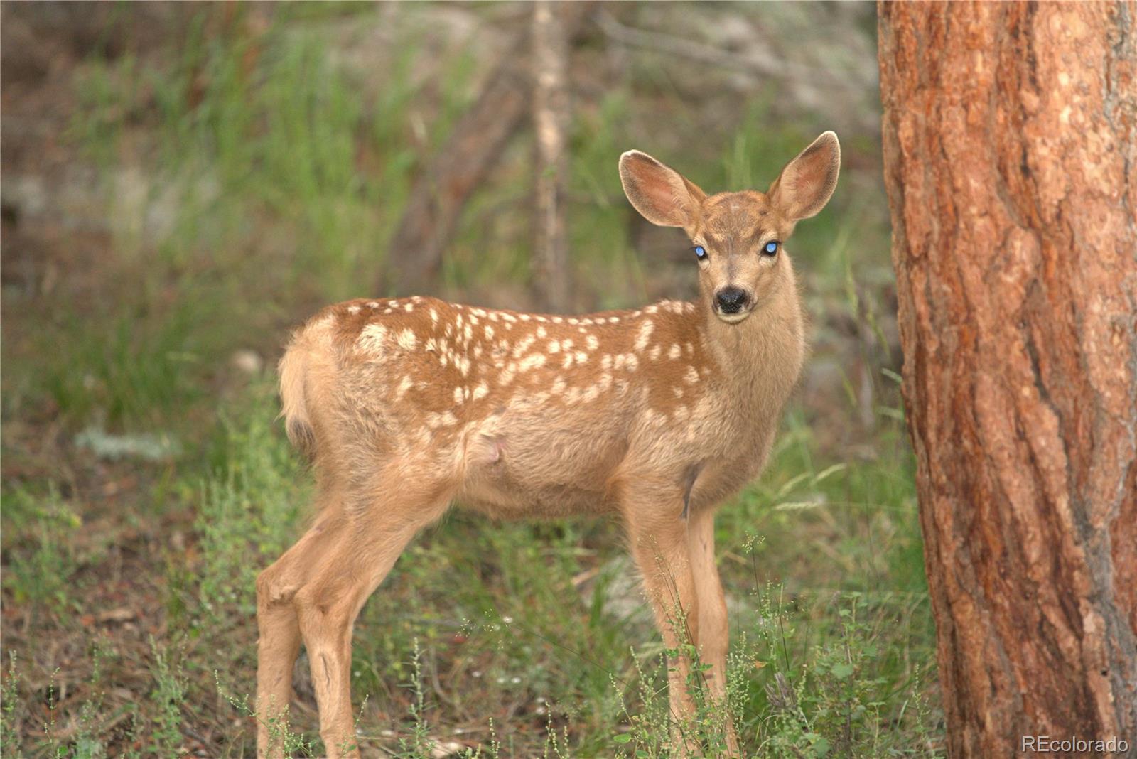 1469 Roland Drive Bailey, CO 80421 - Photo 37 of 39