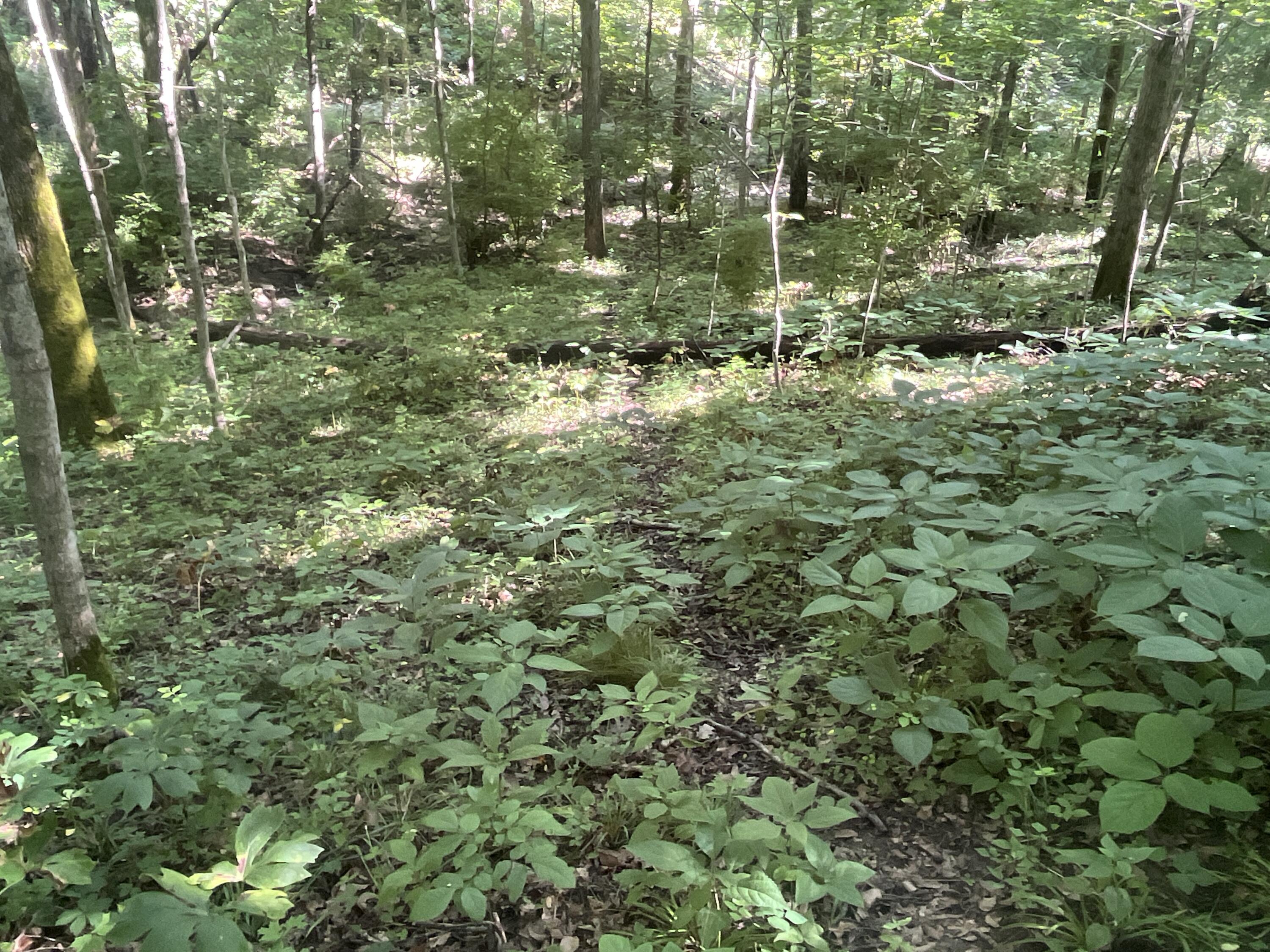 0 Stephen Young Road Camden, OH 45311 - Photo 28 of 69 IMG_6034