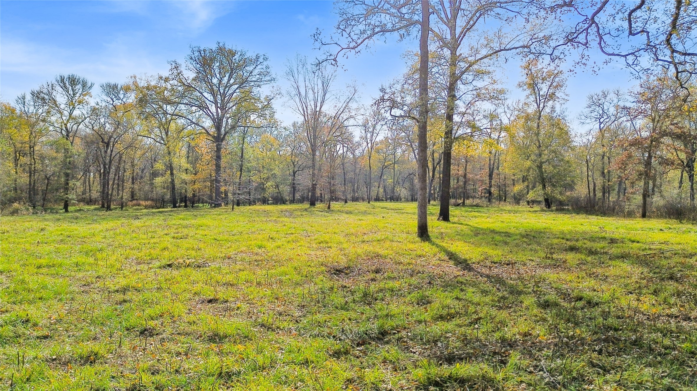 1350 Centerville Tx 75833 Centerville, TX 75833 - Photo 12 of 34 a view of a yard with palm trees