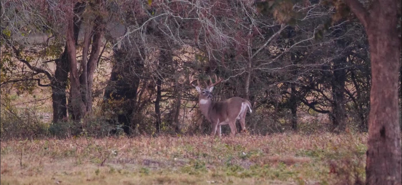 1350 Centerville Tx 75833 Centerville, TX 75833 - Photo 23 of 34 a view of a dry yard with trees