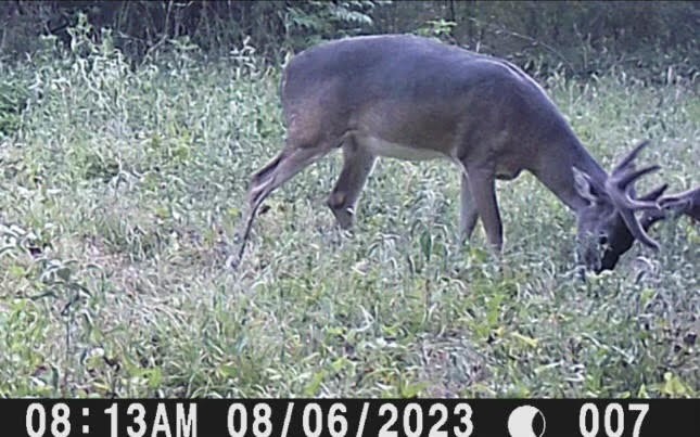 1350 Centerville Tx 75833 Centerville, TX 75833 - Photo 31 of 34 a view of a yard in a forest