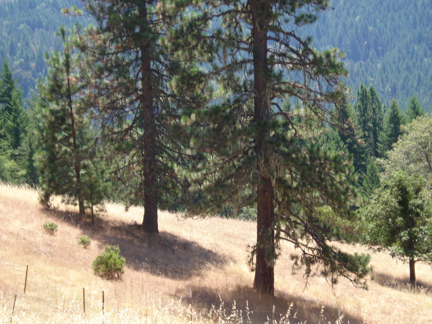 0 Forest Service 2s05 Road Mad River, CA 95552 - Photo 11 of 12 Gallery Image 11