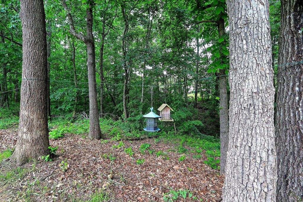 111 Heritage Hills Lane Hohenwald, TN 38462 - Photo 45 of 48 a view of a garden with plants and large trees