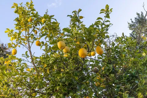 a picture of flowers