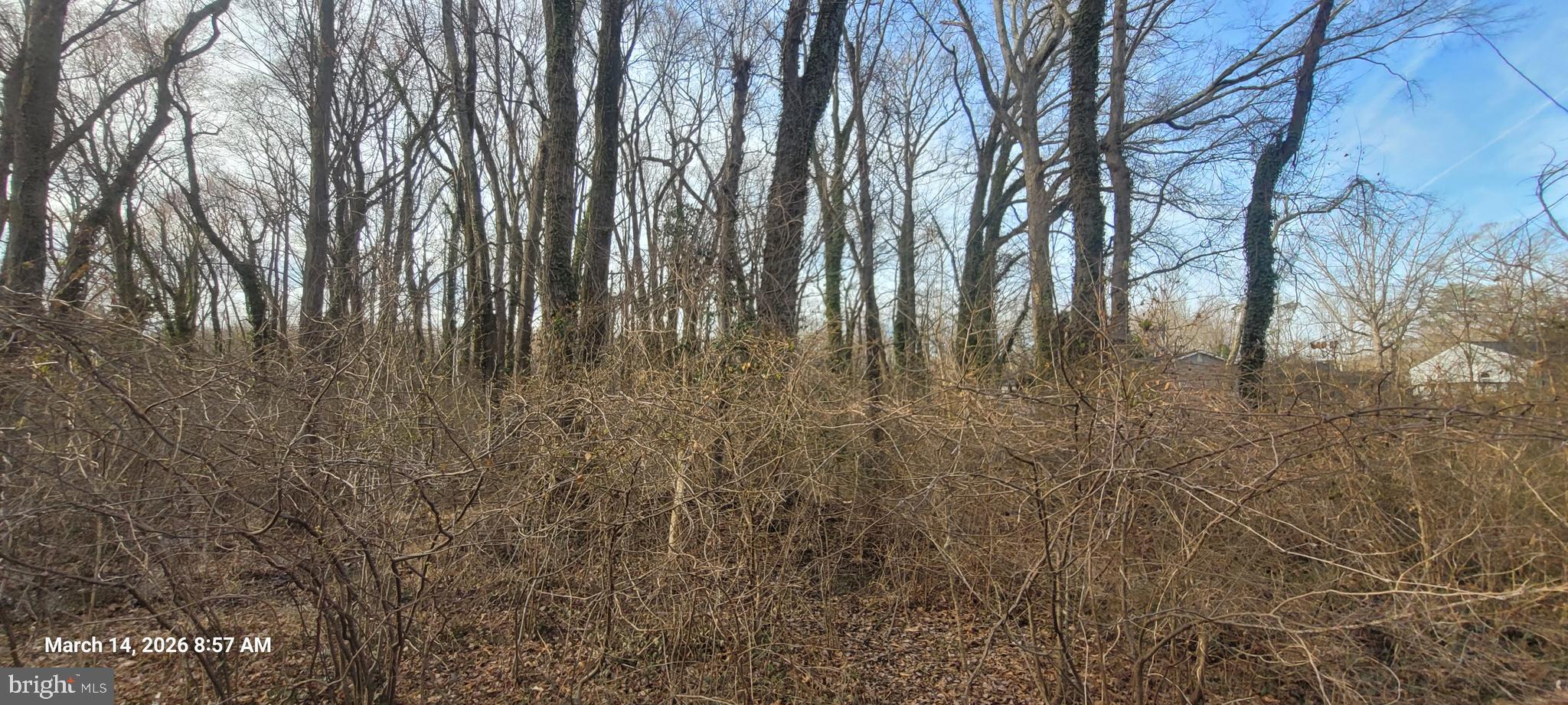 a view of yard with trees