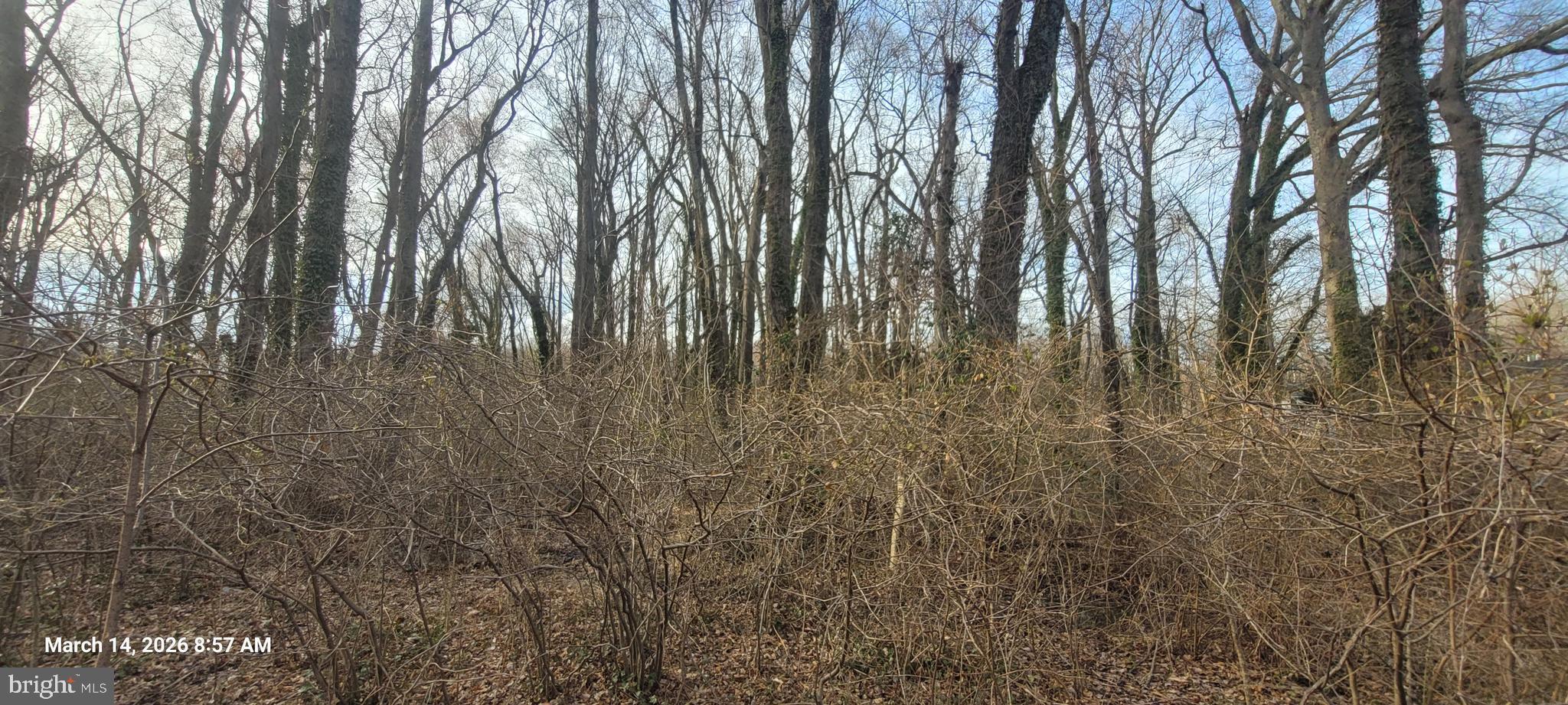Mayo Road Edgewater, MD 21037 - Photo 4 of 6 a view of outdoor space with trees