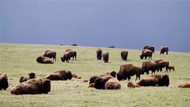 $10,750,000 | 6742 Jackson County Road 24, Coalmont, CO 80430