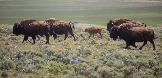 $10,750,000 | 6742 Jackson County Road 24, Coalmont, CO 80430