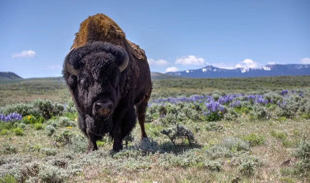 $10,750,000 | 6742 Jackson County Road 24, Coalmont, CO 80430