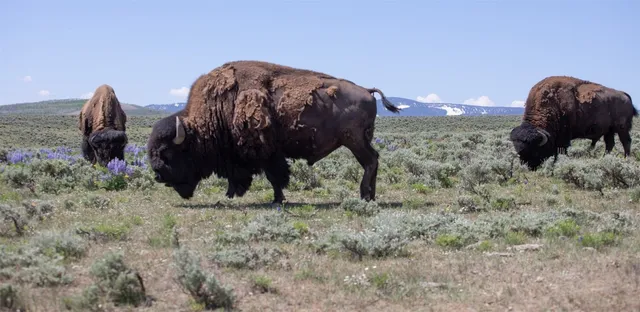 $10,750,000 | 6742 Jackson County Road 24, Coalmont, CO 80430