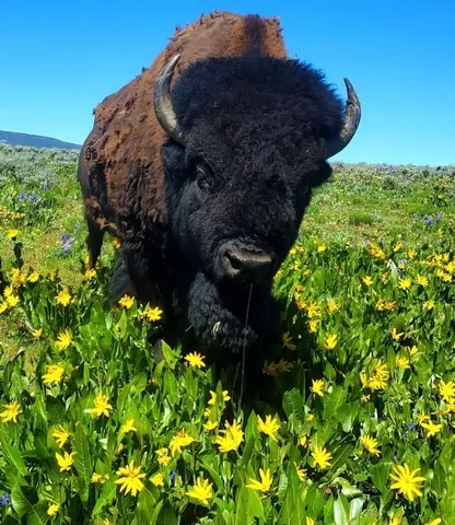 $10,750,000 | 6742 Jackson County Road 24, Coalmont, CO 80430