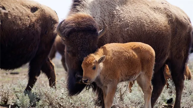 $10,750,000 | 6742 Jackson County Road 24, Coalmont, CO 80430