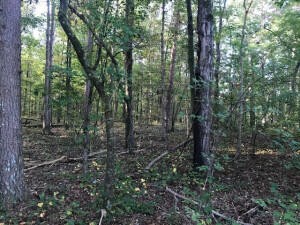 4 Boyd Road Benton, TN 37307 - Photo 6 of 7