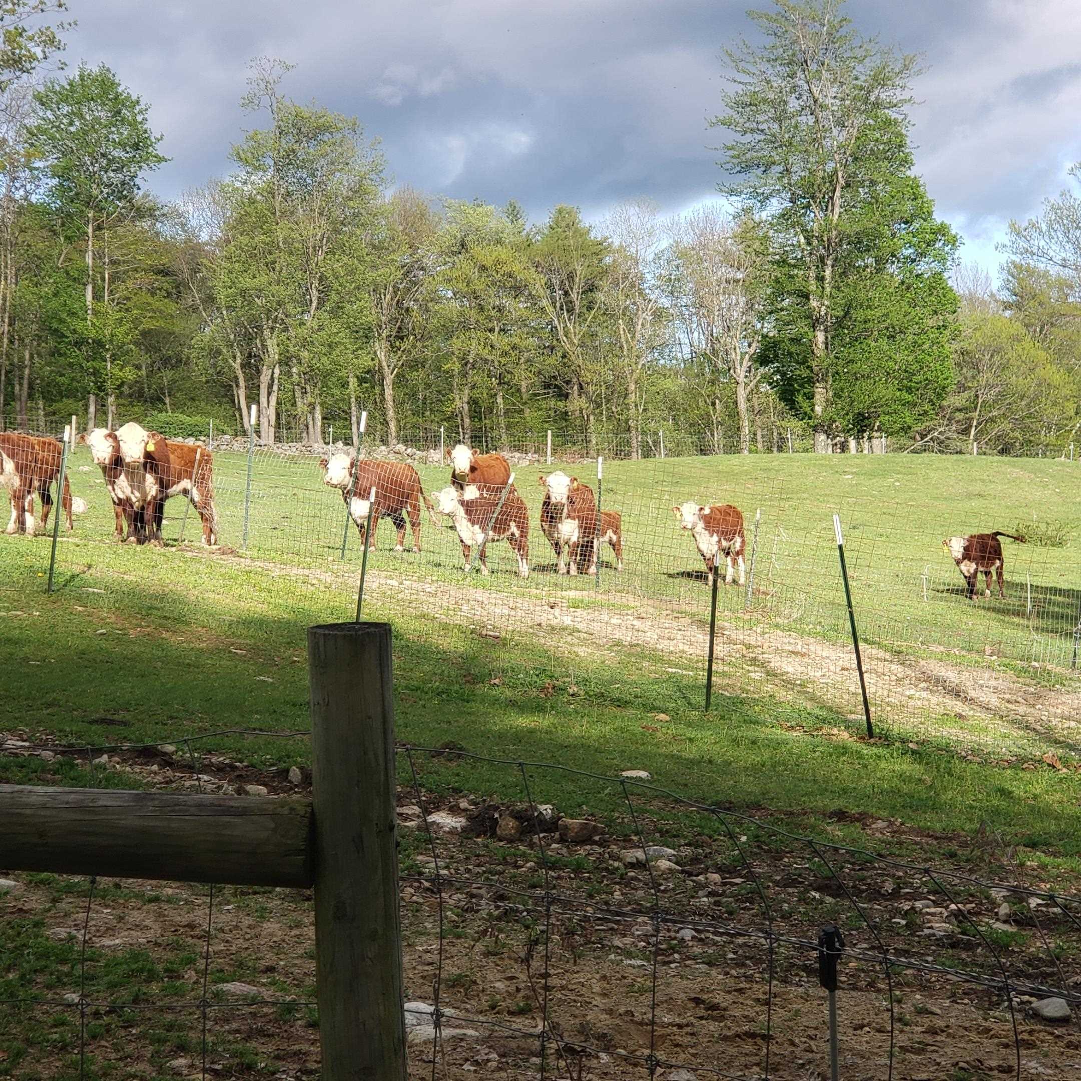 53 Wheeler Road New Ipswich, NH 03071 - Photo 10 of 40