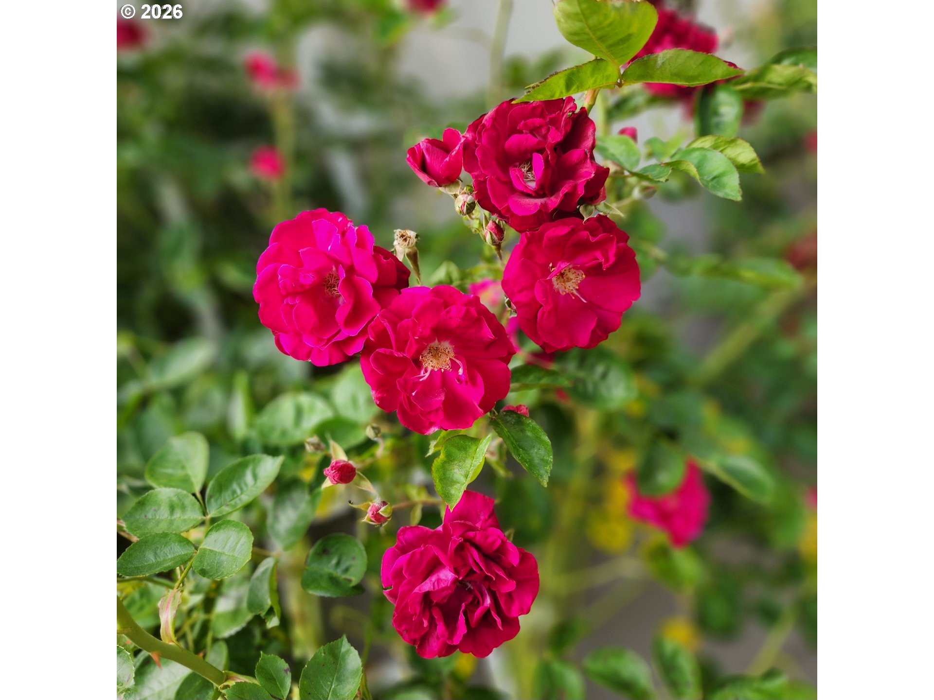 5355 River Road North, Unit 60 Keizer, OR 97303 - Photo 36 of 37 a view of a flower