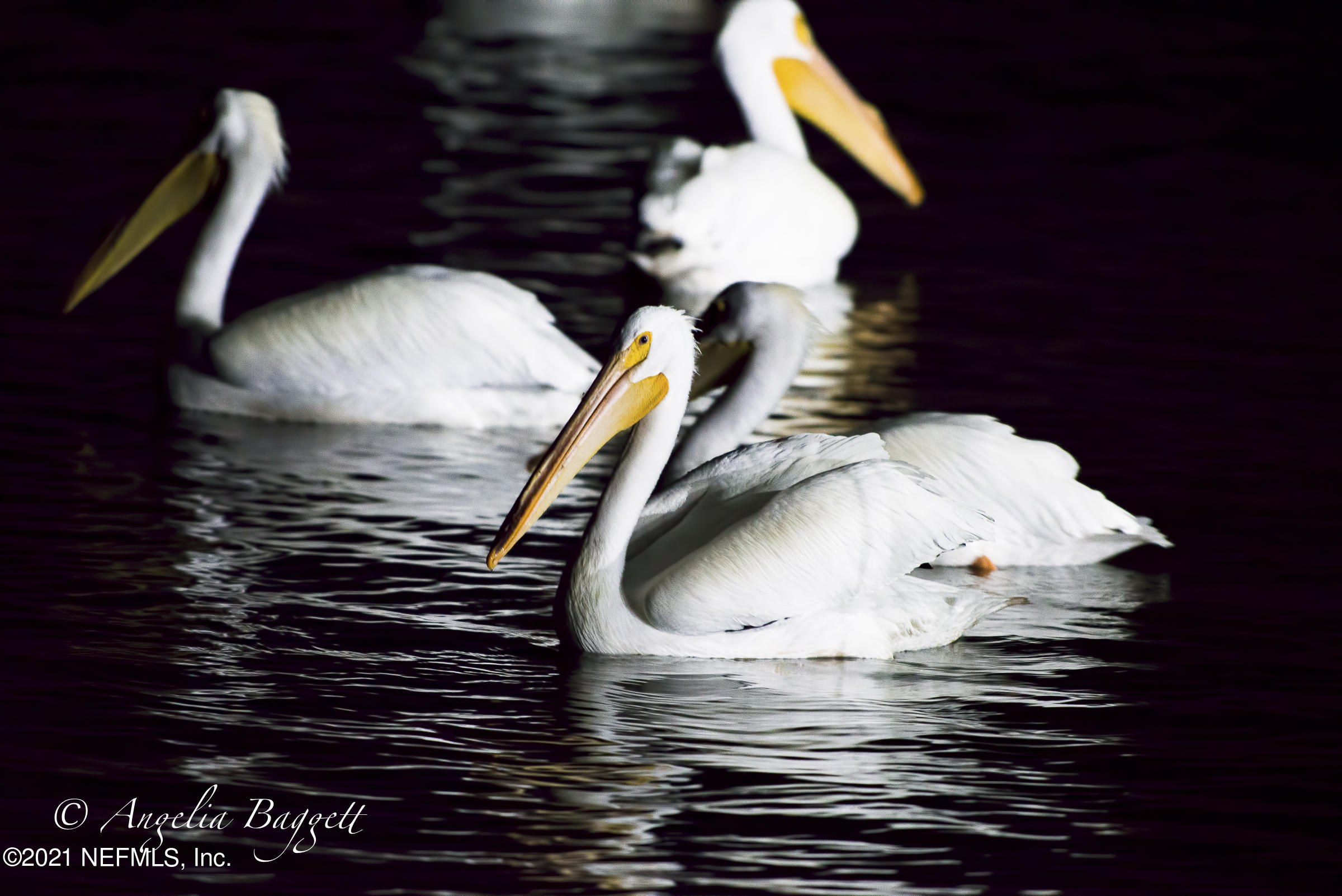 15740 Shark Road West Jacksonville, FL 32226 - Photo 5 of 29 American White Pelican