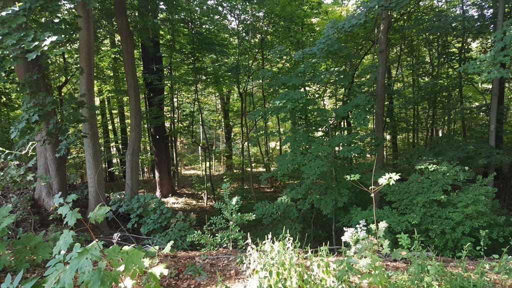 34 Eleanor Road Springfield, MA 01108 - Photo 21 of 24