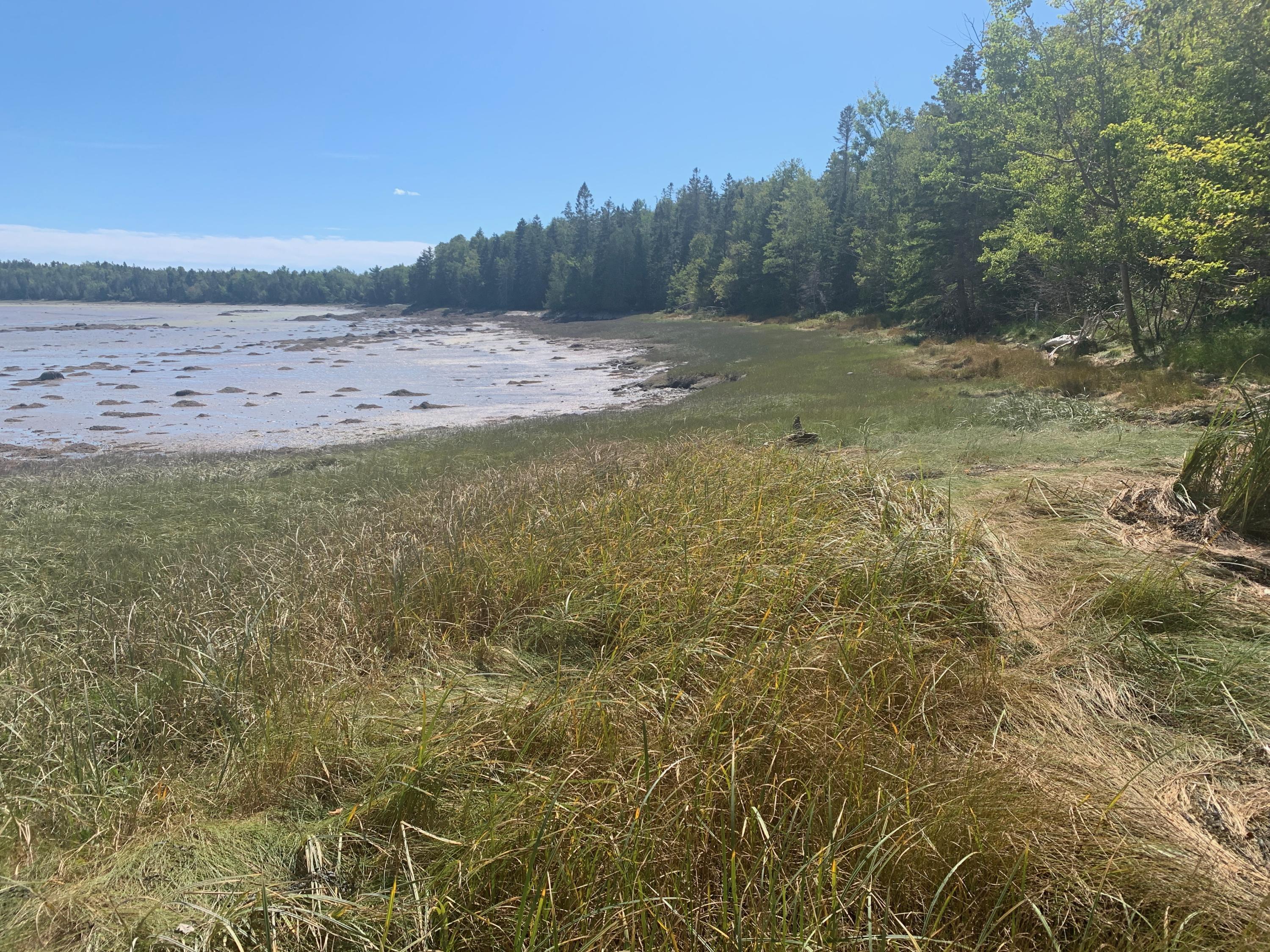 Lot 86 Huckins Neck- Off Lyons Road Lubec, ME 04652 - Photo 18 of 50 IMG_6428