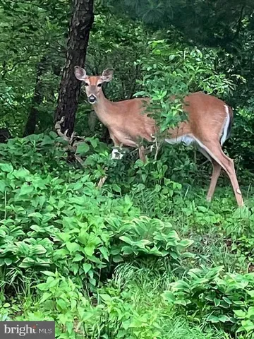 a view of a garden from a yard