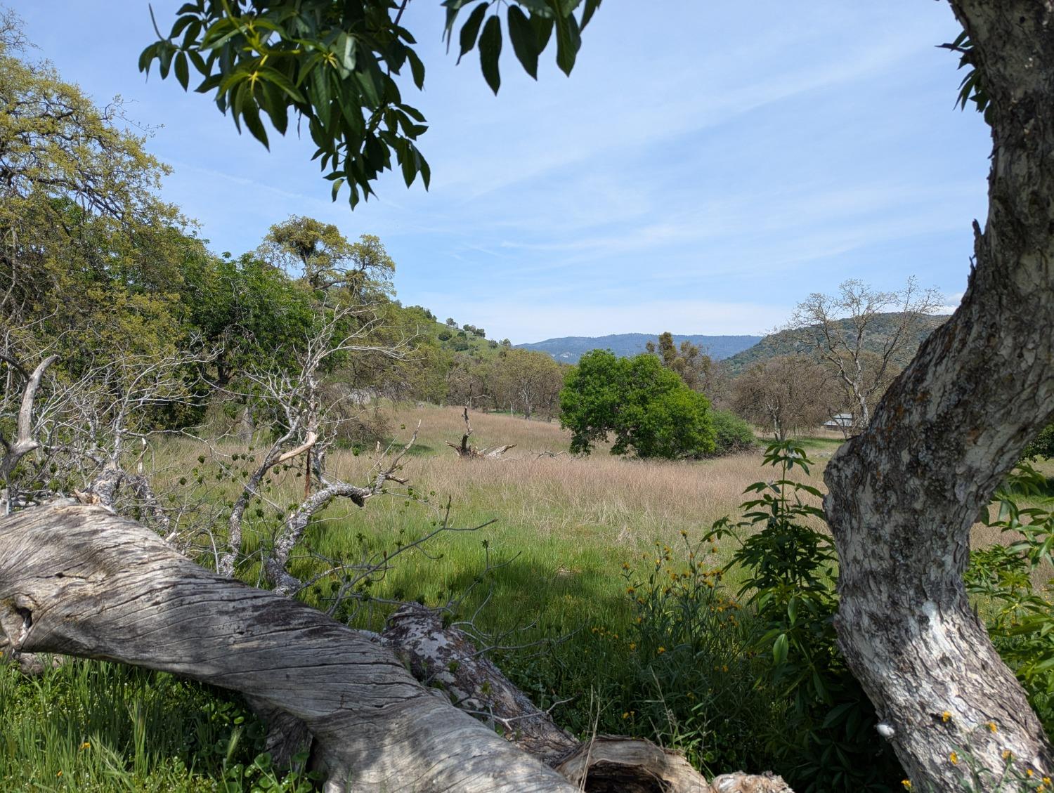 a view of a yard with a tree