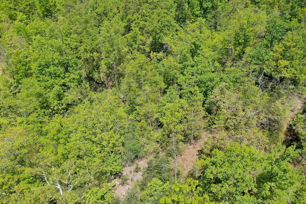 0 Bluff Mountain Road Sevierville, TN 37876 - Photo 10 of 15