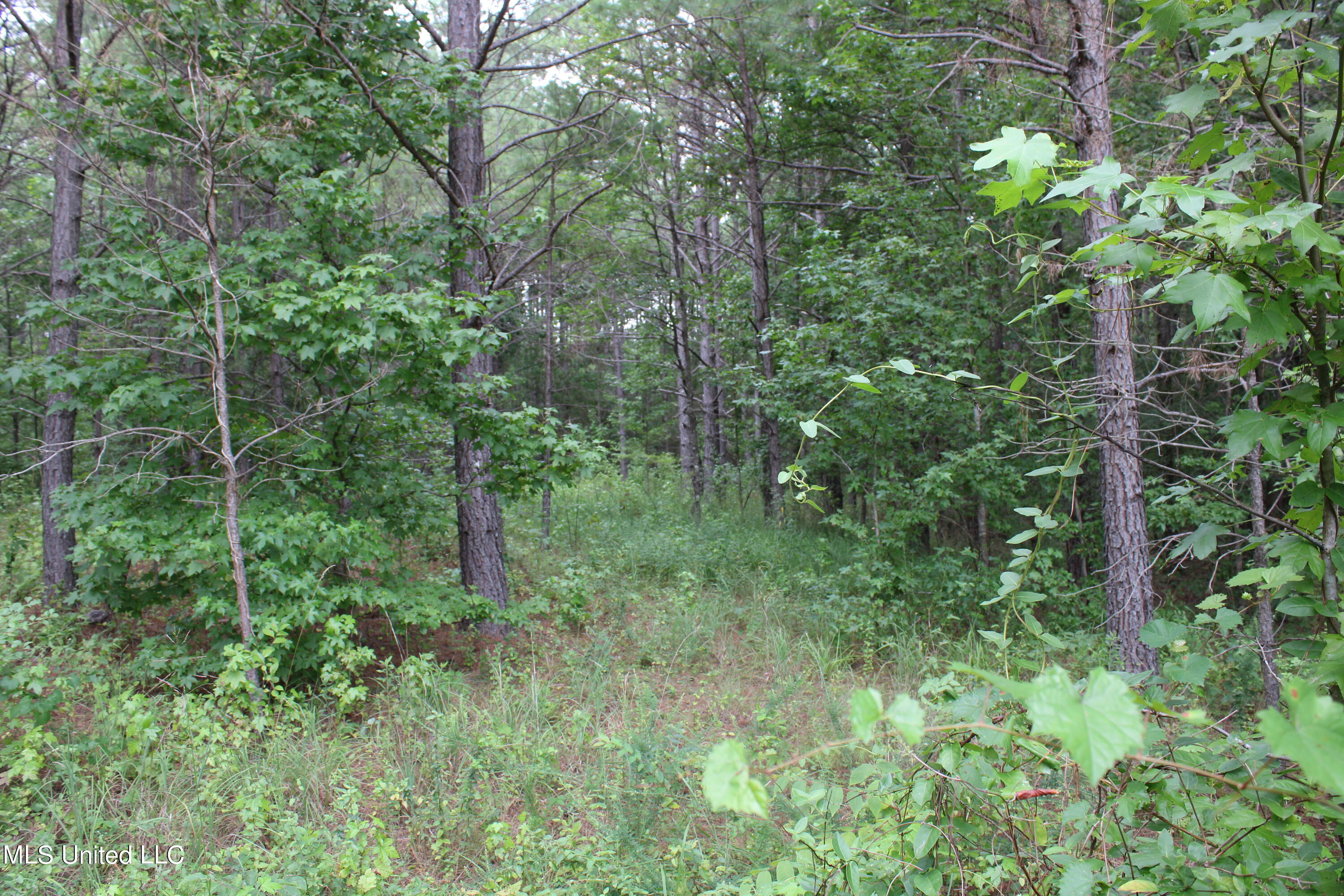 1700 Thomas Road Holly Springs, MS 38635 - Photo 18 of 23 IMG_1954