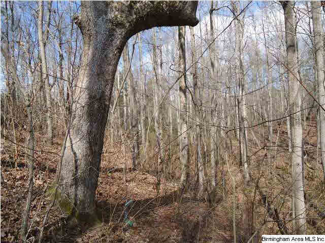 Loop Road Steele, AL 35987 - Photo 3 of 17