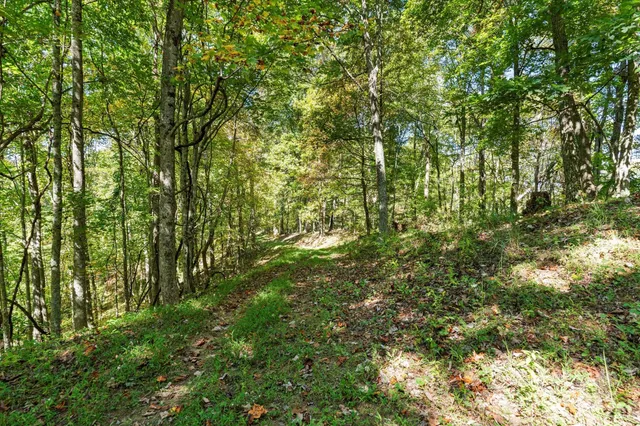a big yard with lots of green space and plants