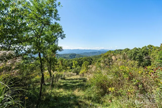 a view of a field with a tree