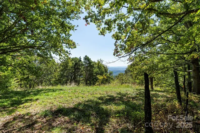 a view of a forest with trees in the background