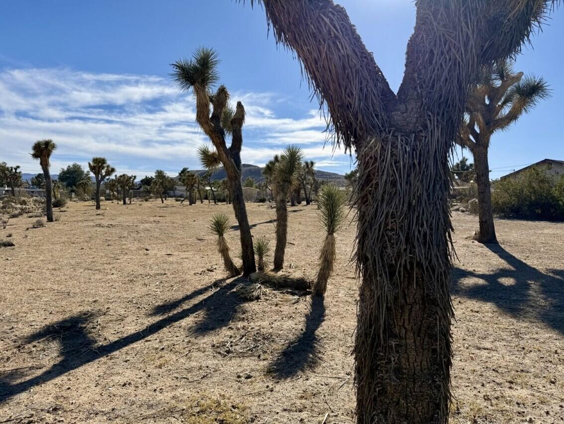 310 Sun Oro Road Yucca Valley, CA 92284 - Photo 11 of 20 a view of a yard with wooden fence