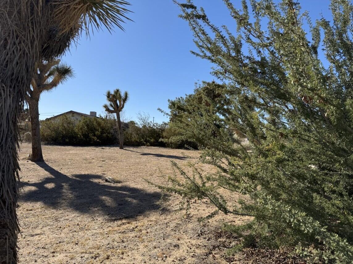 310 Sun Oro Road Yucca Valley, CA 92284 - Photo 12 of 20 a view of outdoor space and trees
