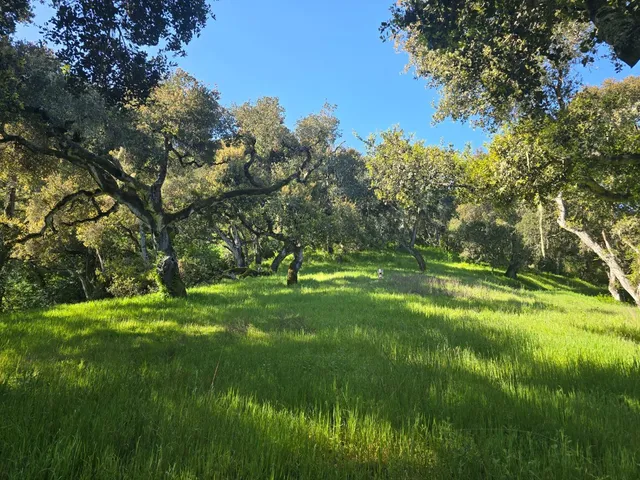 a view of a field with a tree