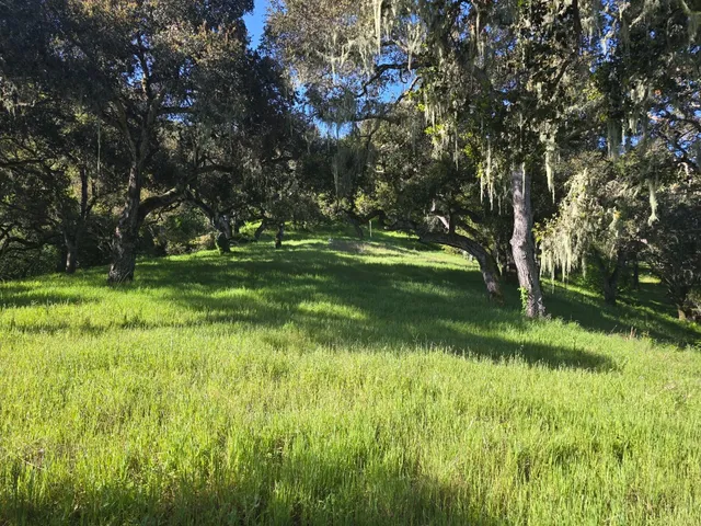 a view of yard with green space